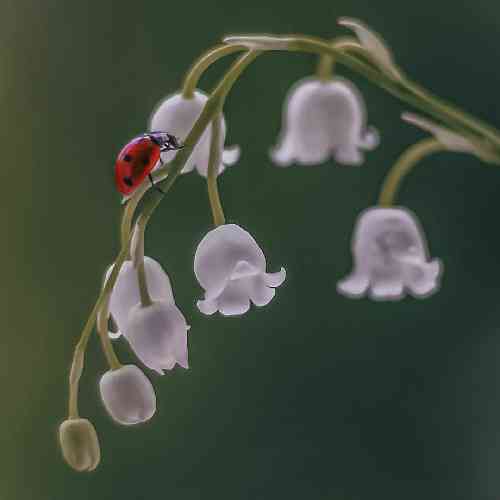  وقتی وزنش اندازه‌ی قله‌س با من میشن ابریشم روزا مثل باد میگذره